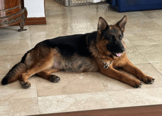 male-german-shepherd-puppy-big-2