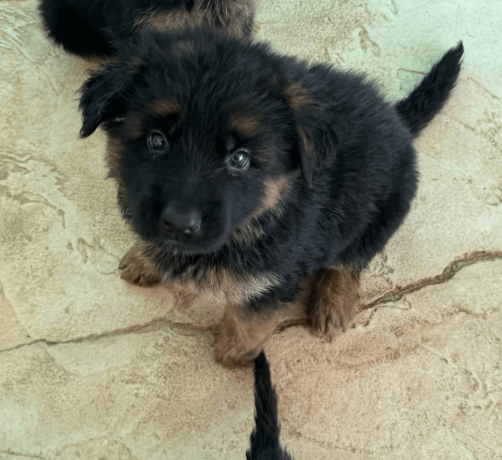 male-german-shepherd-puppy-big-0