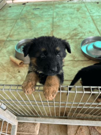 male-german-shepherd-puppy-big-1