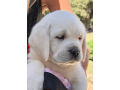 female-labrador-retriever-for-sale-small-1