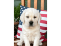 female-labrador-retriever-for-sale-small-0