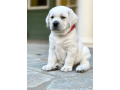 female-labrador-retriever-for-sale-small-2