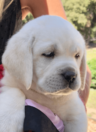 female-labrador-retriever-for-sale-big-1