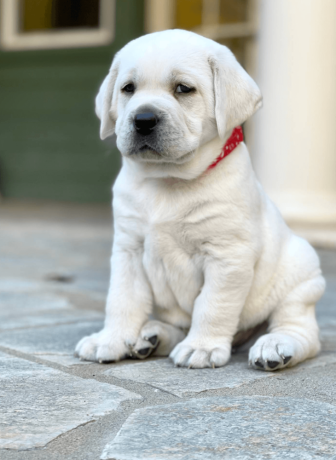 female-labrador-retriever-for-sale-big-2