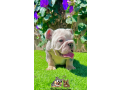 male-blue-merle-english-bulldog-for-sale-small-0