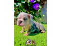 male-blue-merle-english-bulldog-for-sale-small-3