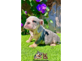 male-blue-merle-english-bulldog-for-sale-small-1