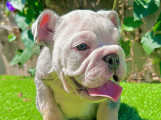 Male Blue Merle English Bulldog for sale