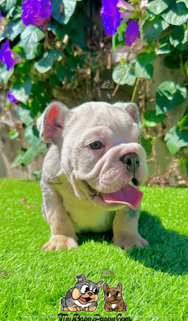 male-blue-merle-english-bulldog-for-sale-big-0