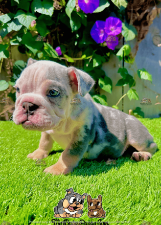 male-blue-merle-english-bulldog-for-sale-big-3