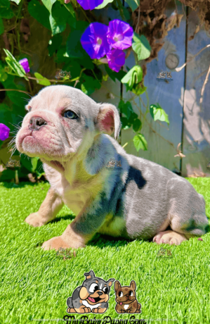 male-blue-merle-english-bulldog-for-sale-big-1