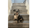 male-english-bulldog-for-sale-small-0