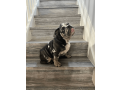 male-english-bulldog-for-sale-small-2