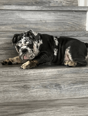 male-english-bulldog-for-sale-big-1