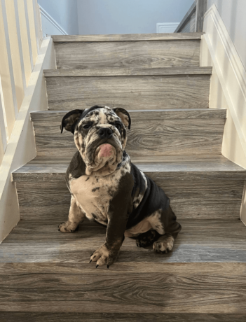 male-english-bulldog-for-sale-big-0