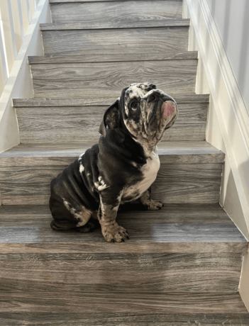 male-english-bulldog-for-sale-big-2