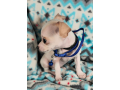 chihuahua-for-sale-small-1