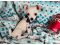 chihuahua-for-sale-small-2