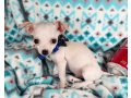 chihuahua-for-sale-small-0