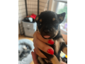 male-chihuahua-puppy-for-sale-small-2