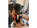 male-chihuahua-puppy-for-sale-small-0