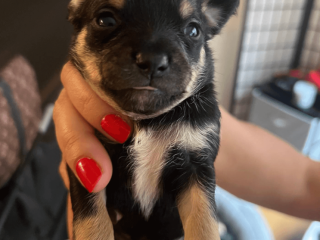 Male Chihuahua puppy for sale