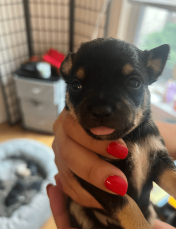 male-chihuahua-puppy-for-sale-big-2