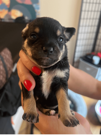 male-chihuahua-puppy-for-sale-big-0