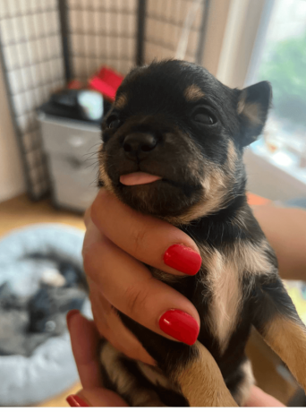 male-chihuahua-puppy-for-sale-big-1