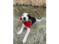 female-border-collie-puppy-in-san-diego-small-1