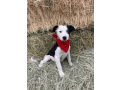 female-border-collie-puppy-in-san-diego-small-0