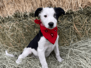 Female Border Collie puppy in San Diego