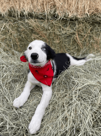 female-border-collie-puppy-in-san-diego-big-1