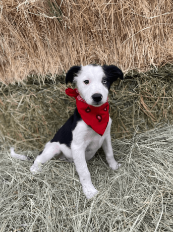 female-border-collie-puppy-in-san-diego-big-0