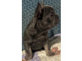 male-french-bulldog-blue-merle-in-georgia-small-2