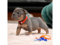 wonderful-girl-french-bulldog-big-rope-in-georgia-small-2