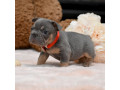 wonderful-girl-french-bulldog-big-rope-in-georgia-small-3