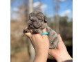 male-french-bulldog-blue-merle-in-georgia-dob-121424-small-7