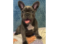 male-french-bulldog-blue-merle-in-georgia-small-3