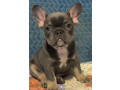 male-french-bulldog-blue-merle-in-georgia-small-0