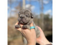 male-french-bulldog-blue-merle-in-georgia-dob-121424-small-3