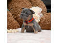 wonderful-girl-french-bulldog-big-rope-in-georgia-small-5