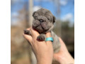 male-french-bulldog-blue-merle-in-georgia-dob-121424-small-5