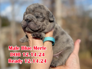 Male French bulldog, Blue Merle In Georgia DOB 12.14.24