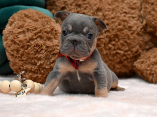 Wonderful girl French bulldog, Big rope In Georgia