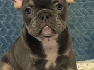 Male French bulldog, Blue Merle In Georgia