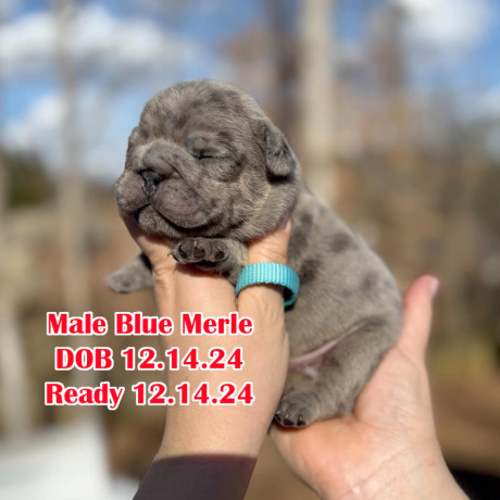 male-french-bulldog-blue-merle-in-georgia-dob-121424-big-0