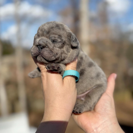 male-french-bulldog-blue-merle-in-georgia-dob-121424-big-6