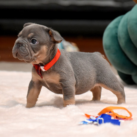 wonderful-girl-french-bulldog-big-rope-in-georgia-big-2