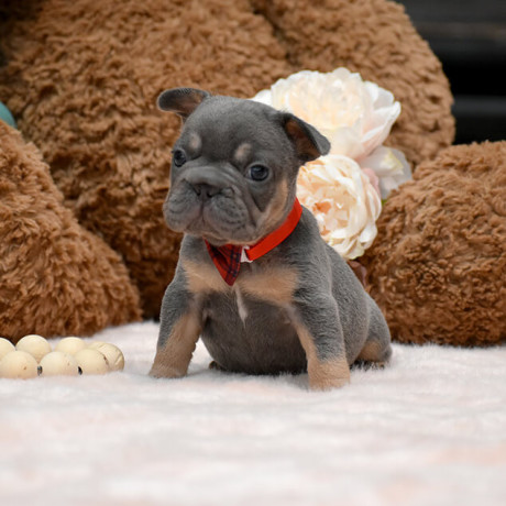 wonderful-girl-french-bulldog-big-rope-in-georgia-big-6